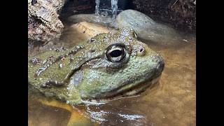 ODIN our African Bullfrogs new exsperimental enclosure