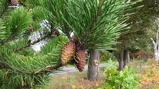 Efterår - Oktober 2019