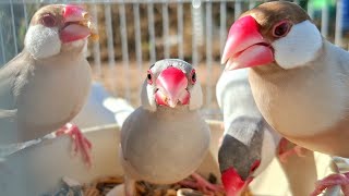 Famous Hello Java sparrow. We're java sparrows. We're love to sing in my life. Java sparrows singing sound. Profile