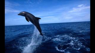 ASMR the dream dolphin for childrens sleep - binaural screenshot 5