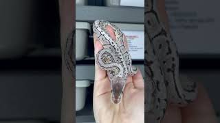 Another clutch just shed 😍 Pastel VPI Axanthic Pinstripe Shrapnel het Clown #ballpythonmorphs