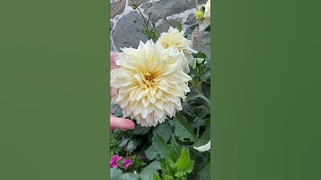 Thumbnail of Cafe Au Lait Dahlia #shorts