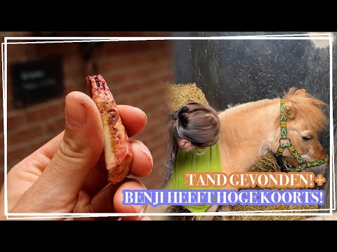BENJI HEEFT HOGE KOORTS + TAND GEVONDEN?! || Vlog Paardzoektbaas