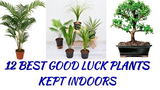 12 BEST GOOD LUCK PLANTS KEPT INDOORS screenshot 5
