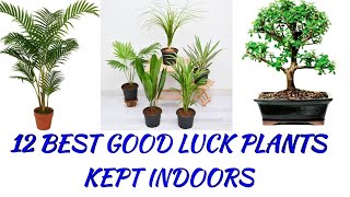 12 BEST GOOD LUCK PLANTS KEPT INDOORS