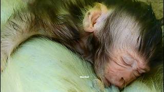 Baby Monkey Daily Life &amp; Natural Behavior Explained