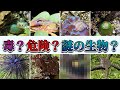 磯遊びしてたらヤバい生き物とたくさん出会った