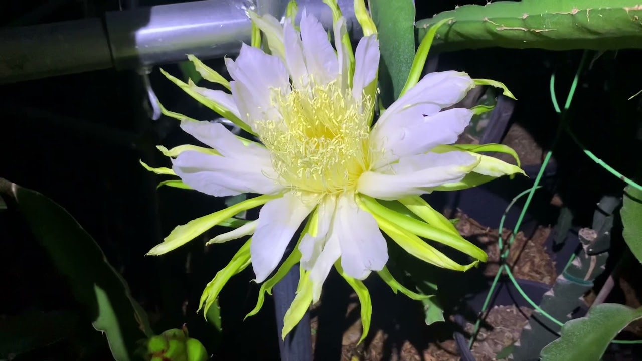 Dragon Fruit: Chameleon Dragon Fruit Flowering.