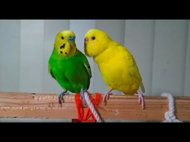 とても仲良しなセキセイインコをじっくり観察（緑色オス♂・黄色オス
