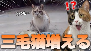 【新猫】お腹を空かせていた野良猫にご飯を用意したら、現れたのはまさかの”三毛猫”でした…