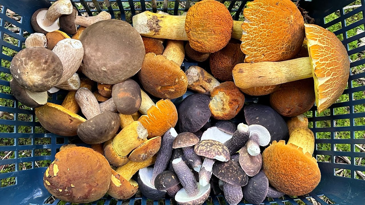 夏キノコ狩り　ポルチーニ祭り