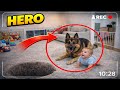 Dogs Protect Babies Heartwarming Moments