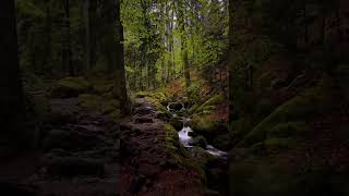 Dark nature, Dark Forest Cinematic Experience #darknature #naturevideo #nature4k #nature