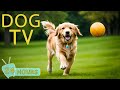 DOG TV: Best Entertainment Video Reliev Dog Anxiety Home Alone - The Ultimate Dog Music Collection