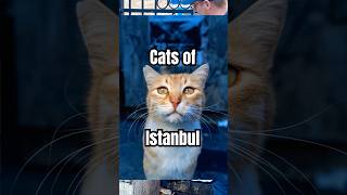 Istanbul Cat Safari pt.II 📸🐱 #cats #istanbul #straycats #catphotography
