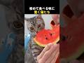 初めて食べる味に驚く猫たち