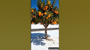 lion saved the Orange tree from drying up by watering it 😭🥺#ai #facts #lion #save #mindrelaxing