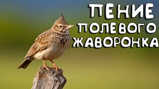 КРАСИВОЕ ПЕНИЕ ПОЛЕВОГО ЖАВОРОНКА | ALAUDA ARVENSIS