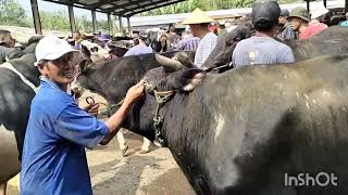 Harga bakalan fh jantan pasar sapi jelok boyolali Harga bakalan fh jantan pasar sapi jelok boyolali