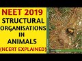 NCERT/Chapter 7/Structural Organisation In Animals/Class 11/Quick Revision Series/NEET/AIIMS/Biology