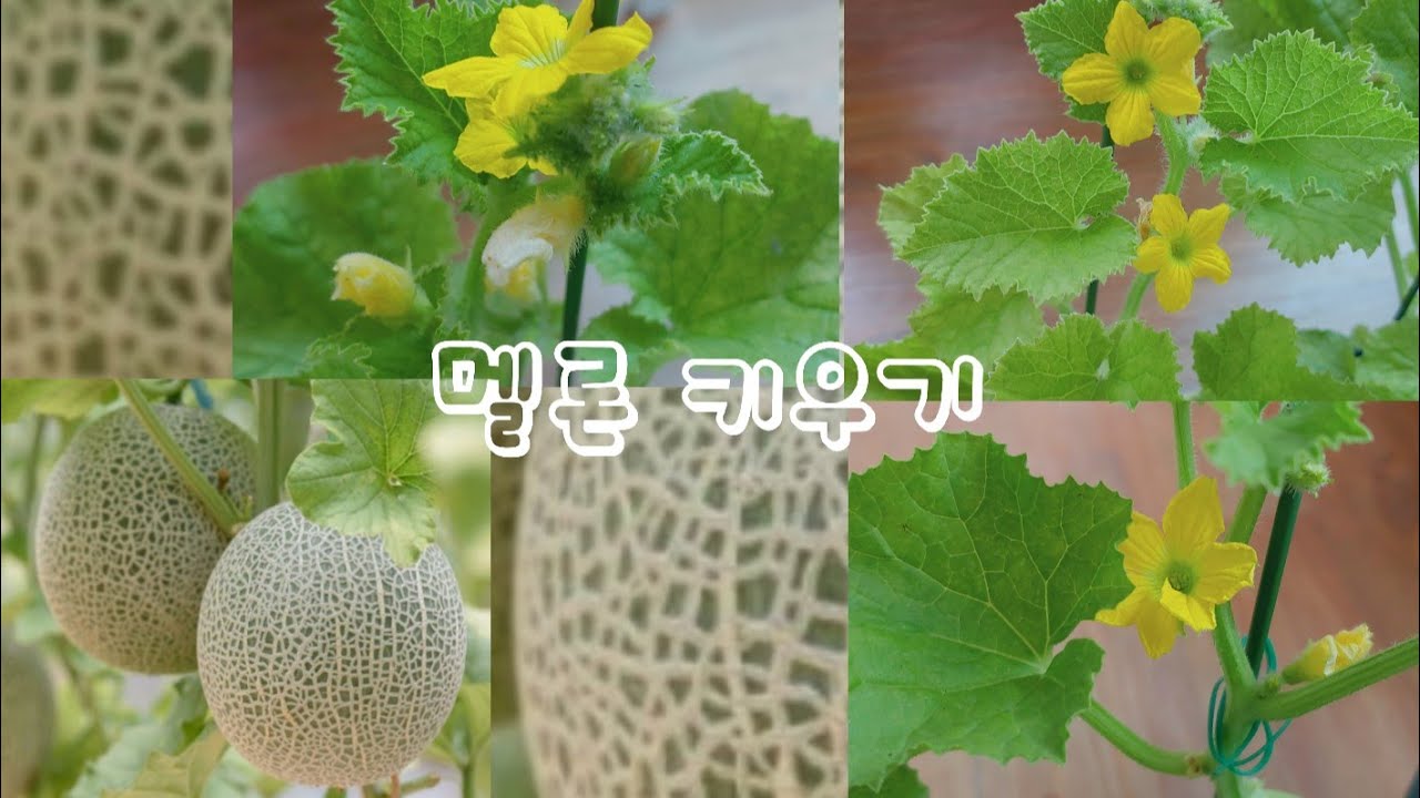 멜론키우기 씨앗발아해서 멜론키우기 #1