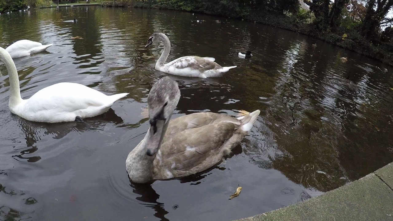 Herbert Park- Dublin