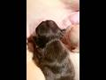 Signs of Healthy Nursing in Newborn French Bulldogs #nursing #puppy #puppytraining #doggydaycare #fy