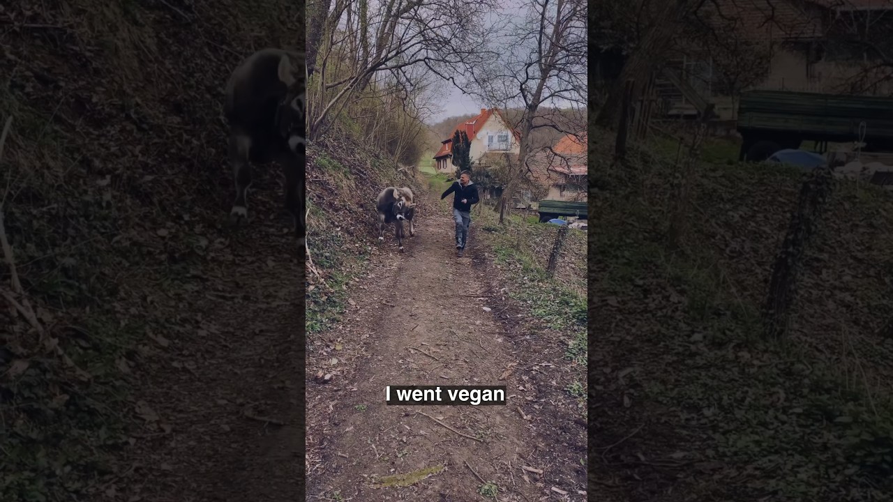 Why I went vegan 🌱 