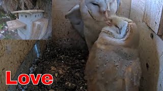 Heart-Melting Moment Barn Owl Couple Shows Affection
