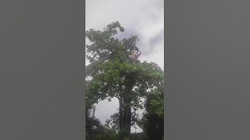 Cắt tỉa cành cho cây xanh