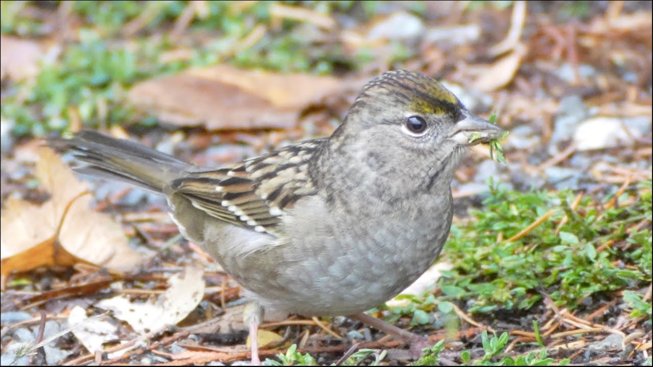 Amazing Bush Birds @ Stanley Park Vancouver