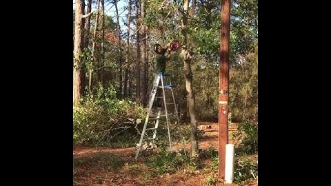 Tree Falls on Guy Cutting It Down - 990071