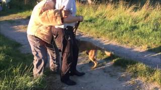 Malinois De 16 Mois À Lattaque