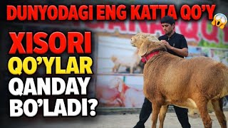 😱 DUNYODAGI ENG KATTA QOʻY QAYSI?XISORIMI YOKI ARASHAN 🤷‍♂️