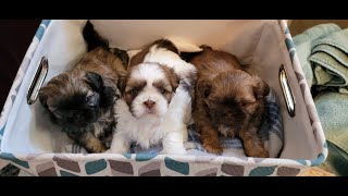 Almost 5 Weeks Old Shih Tzu Puppies