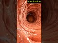 Animation of Large Intestine | 32