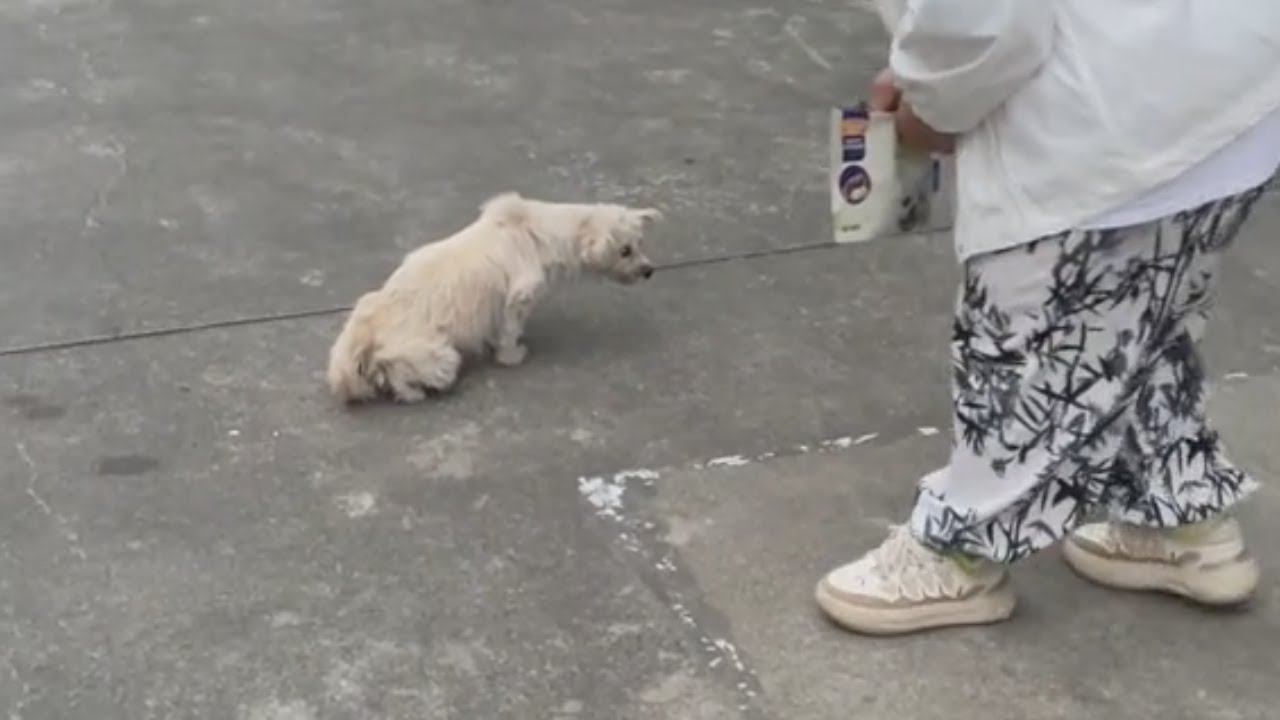 The Stray Dog Struggled in Labor for 2 Days, No One Helped Until I Found Her