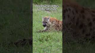 Lonely Hyena Spotted Crying Missing His Family Deeplywildanimals animals foryou fy wildlife
