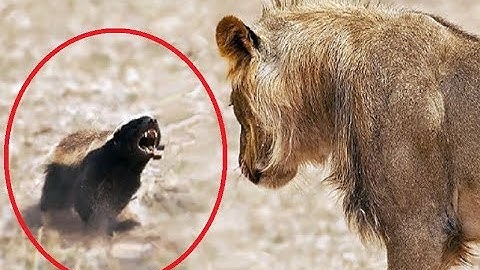 Most Fearless Animals On Earth - Most Extreme Animals In The World