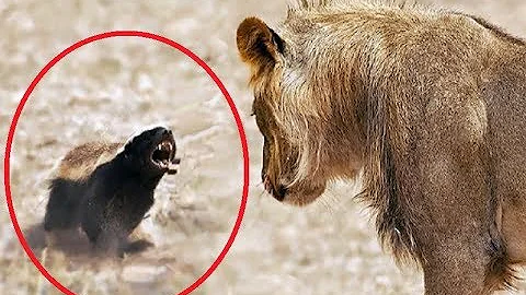 Most Fearless Animals On Earth - Most Extreme Animals In The World