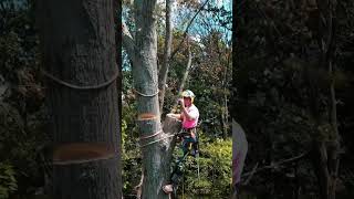 Two arborists from Brinko Tree Service removing two dead Oaks