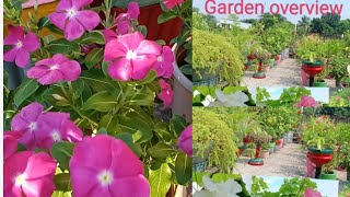 Sunday Garden Overviewgarden Updateterrace Garden Viewsweta Screative Garden