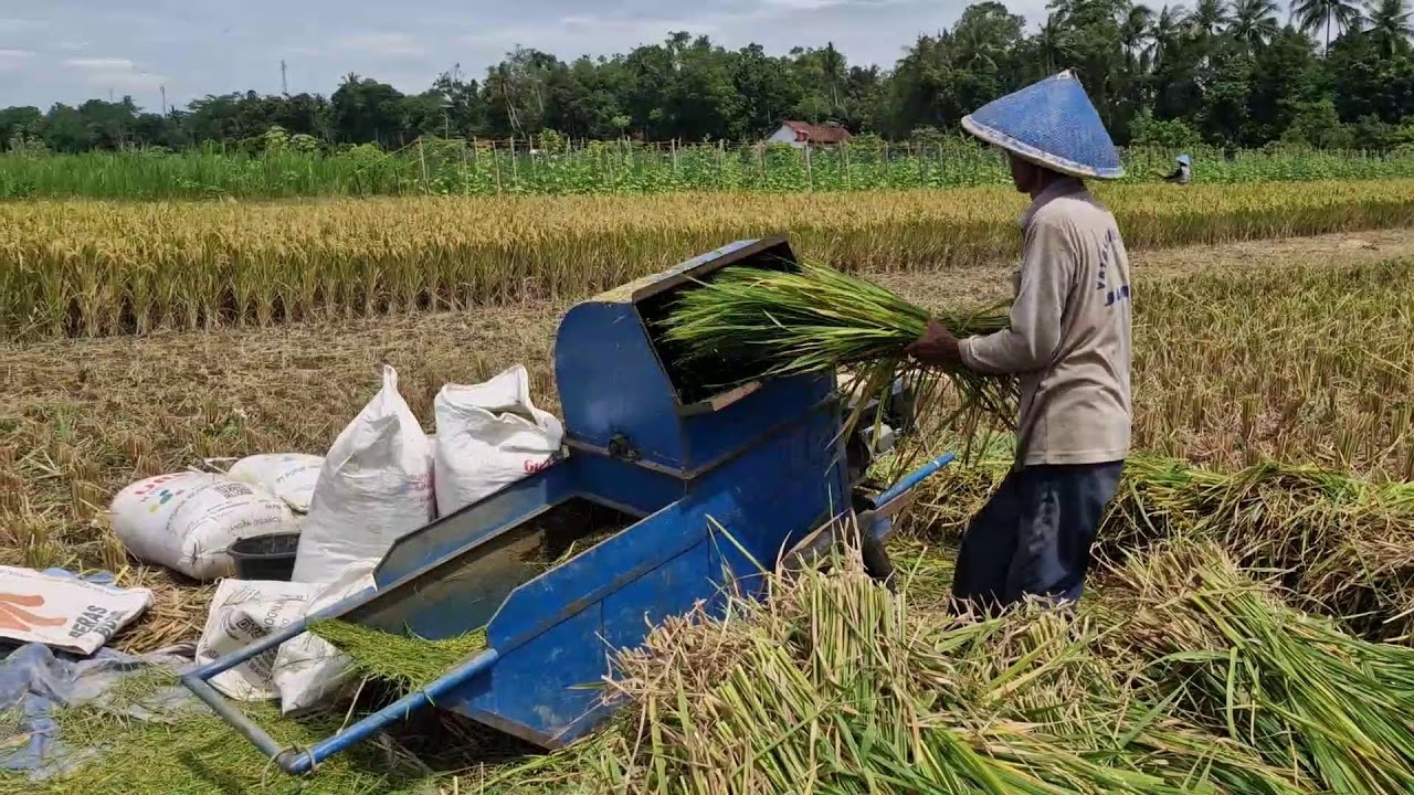 THE SECRET MACHINE THAT MAKES RICE THRESHING LIGHTNING FAST - Agriculture Farming