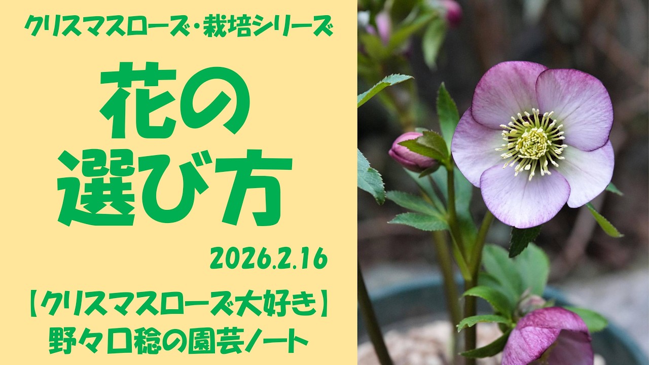 2026.2.16 花の選び方