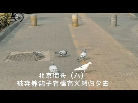 【北京街头】基督教堂门口被弃养鸽子一点也不怕人