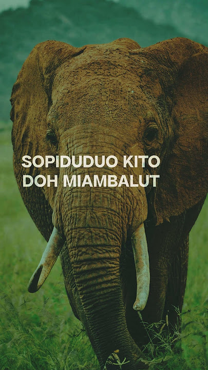 kosorou kou poh nangku ti sinding? #lagudusun #sabahan #liriklagu #borneo #sabah