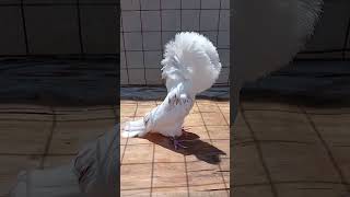 Jacobin pigeon ,Parukář,Colombo cappuccino,Golub periker,Fancy pigeons, Capucine Pigeons,காலர் (புற Jacobin pigeon ,Parukář,Colombo cappuccino,Golub periker,Fancy pigeons, Capucine Pigeons,காலர் (புற