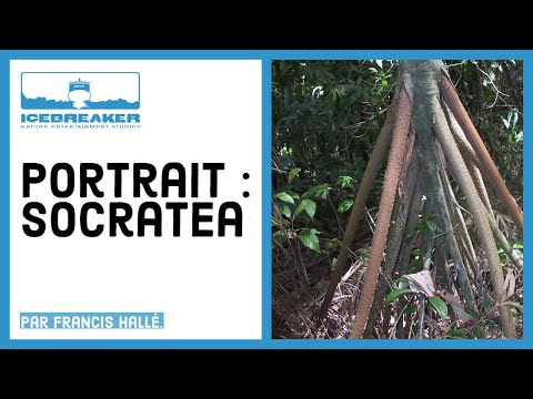 Vidéo: Un palmier est-il un arbre de la canopée ?
