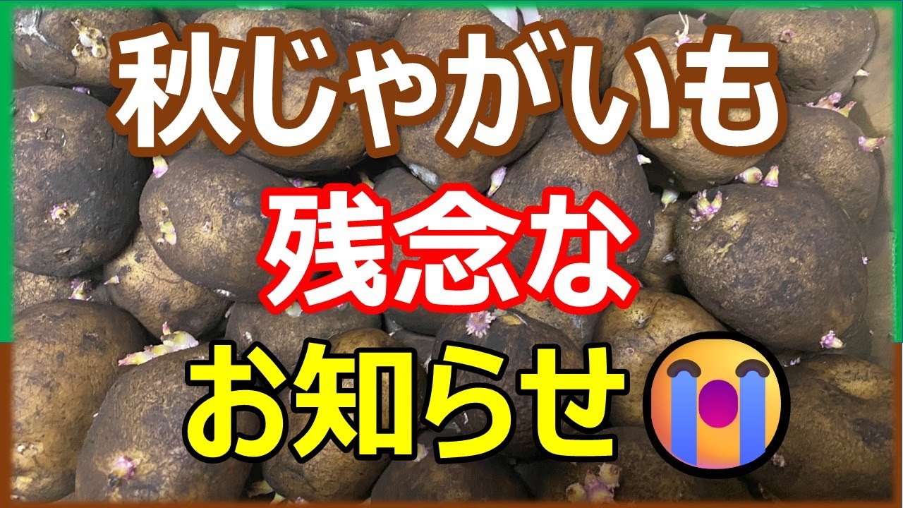 When should I plant them? Bad news about fall potatoes - YouTube