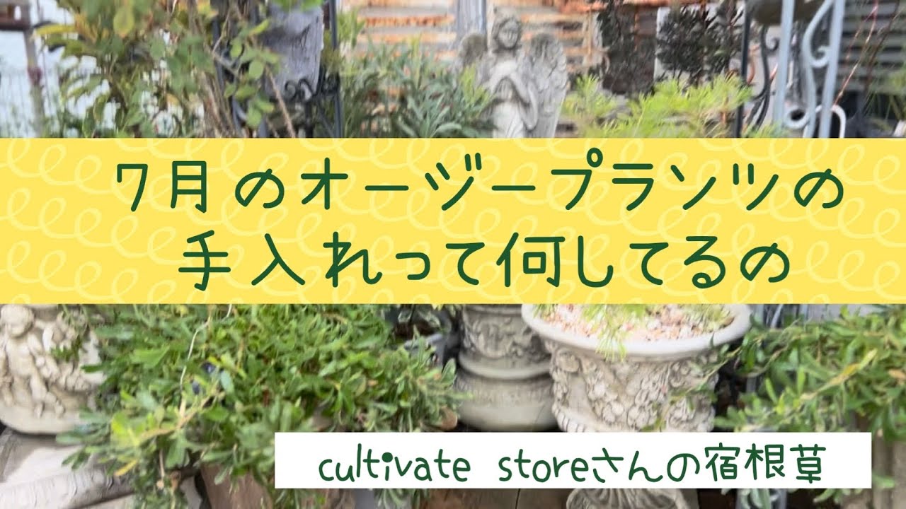 7月のオージープランツの庭 バンクシア種まき10ヶ月後の苗の様子 購入